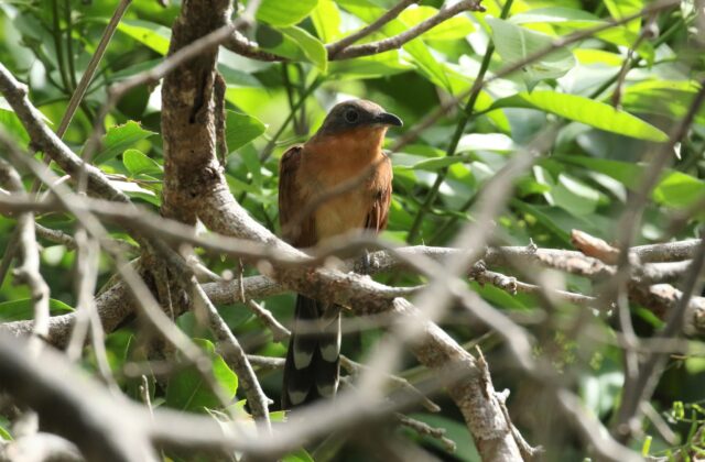 Grey-capped Cuckoo