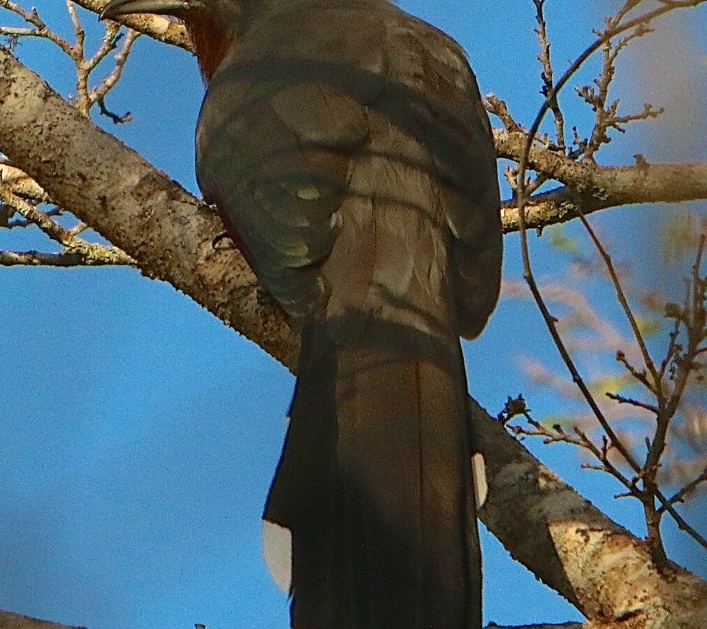 Bay-breasted Cuckoo