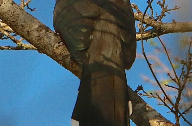 Bay-breasted Cuckoo