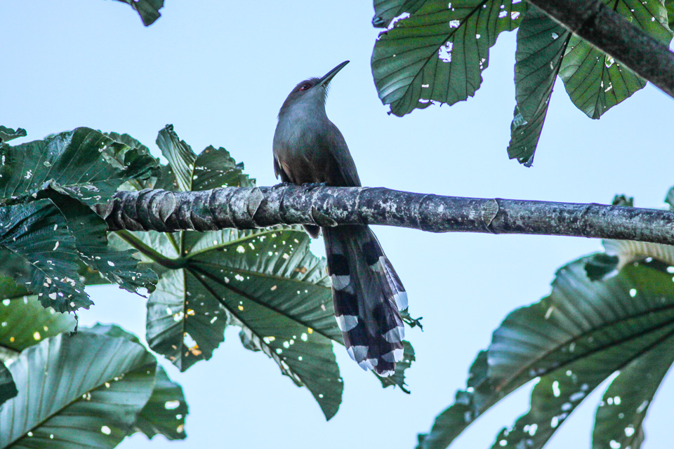 Puerto Rican Lizard Cuckoo