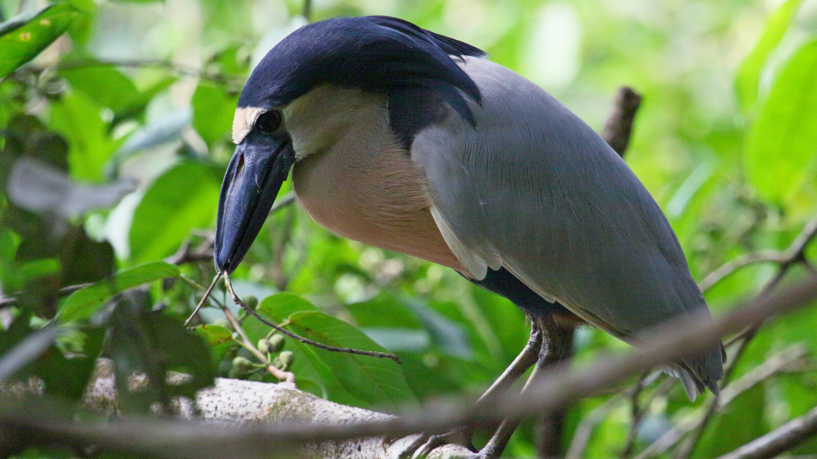 Boat-billed Heron