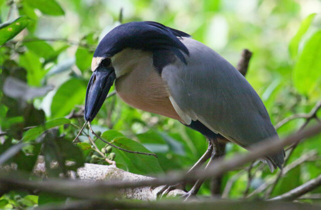 Boat-billed Heron