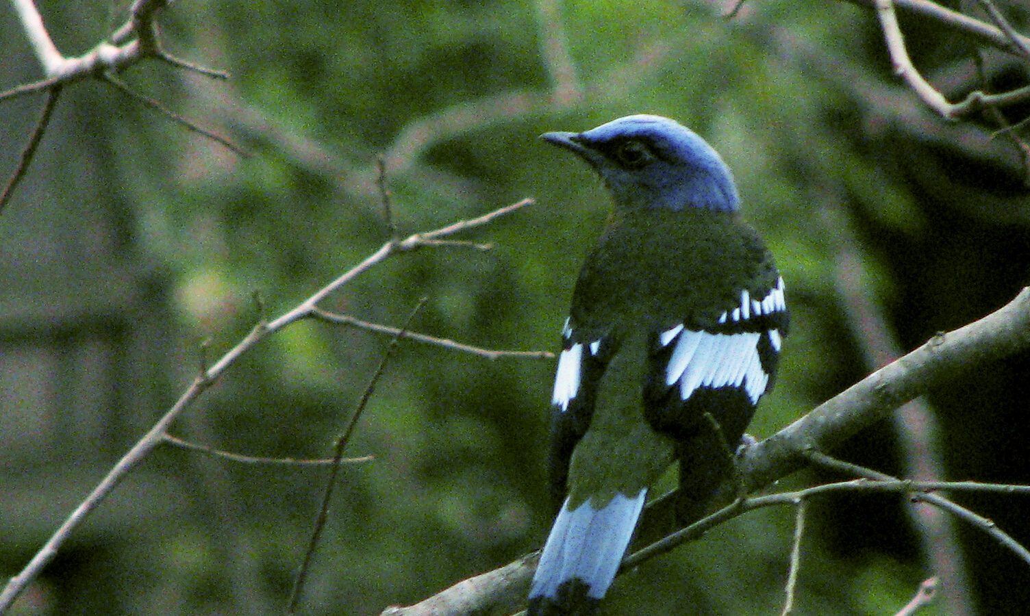 Green Cochoa