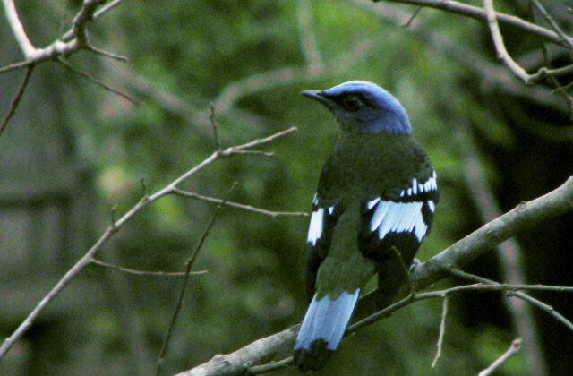 Green Cochoa