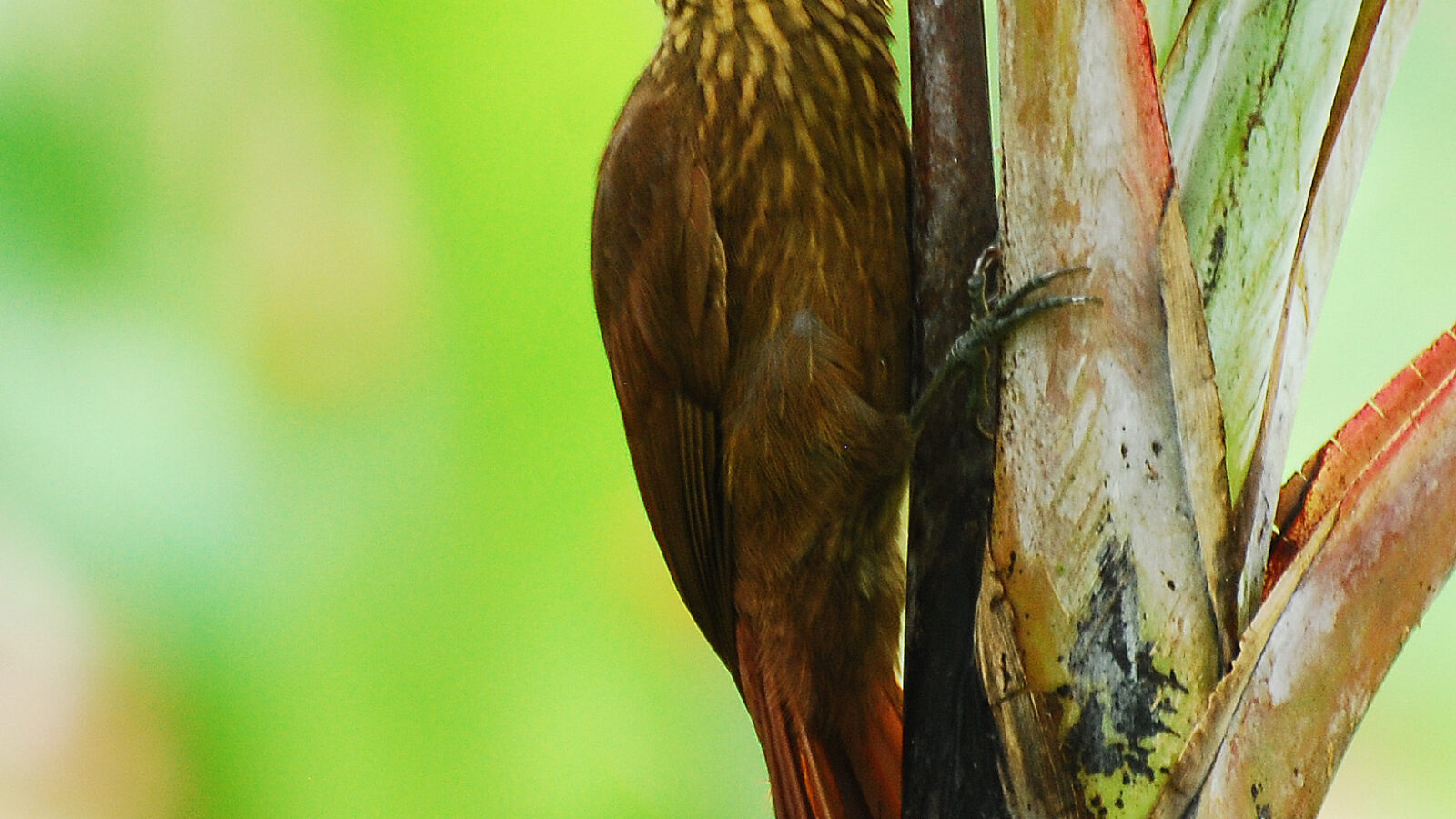 Cocoa Woodcreeper