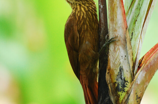 Cocoa Woodcreeper