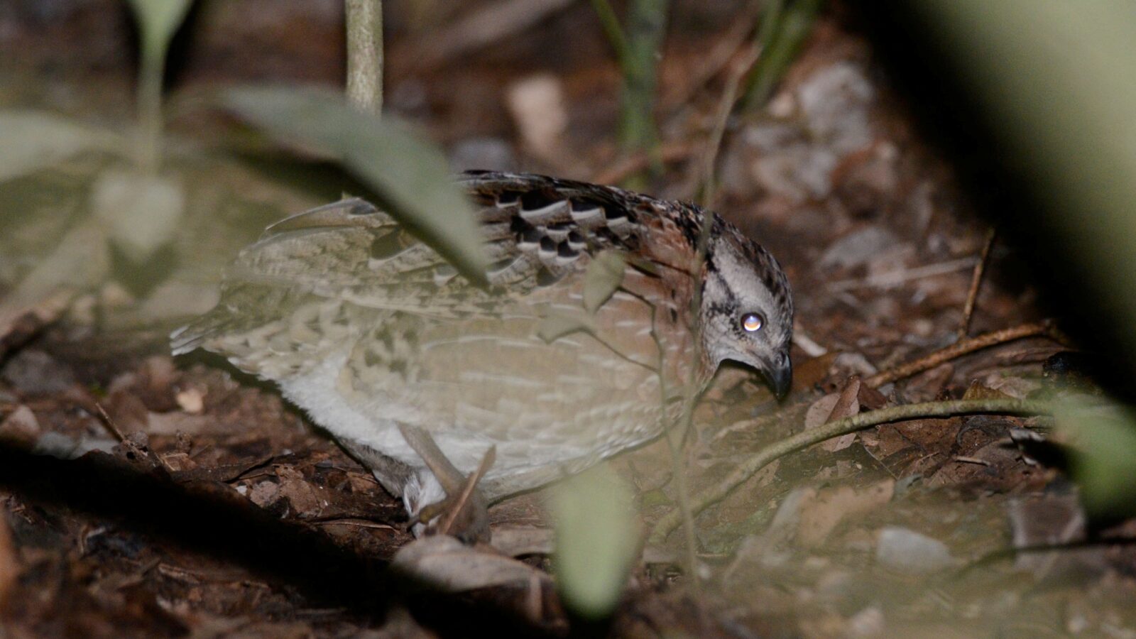 Singing Quail
