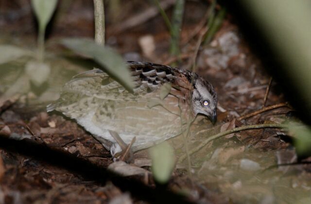 Singing Quail