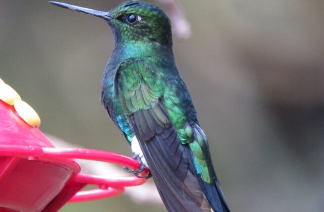 Golden-bellied Starfrontlet