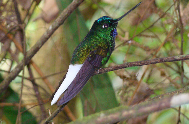 White-tailed Starfrontlet