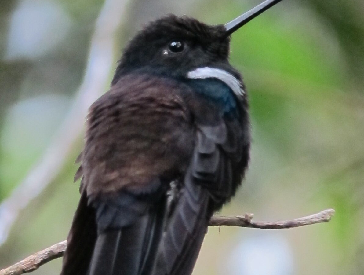 Black Inca
