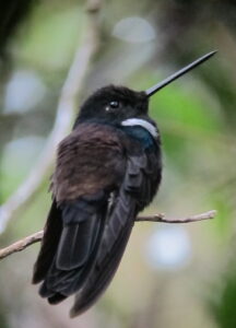 Black Inca