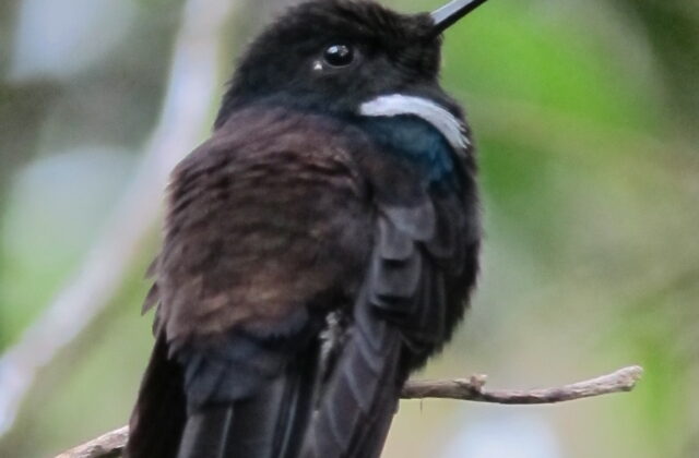 Black Inca