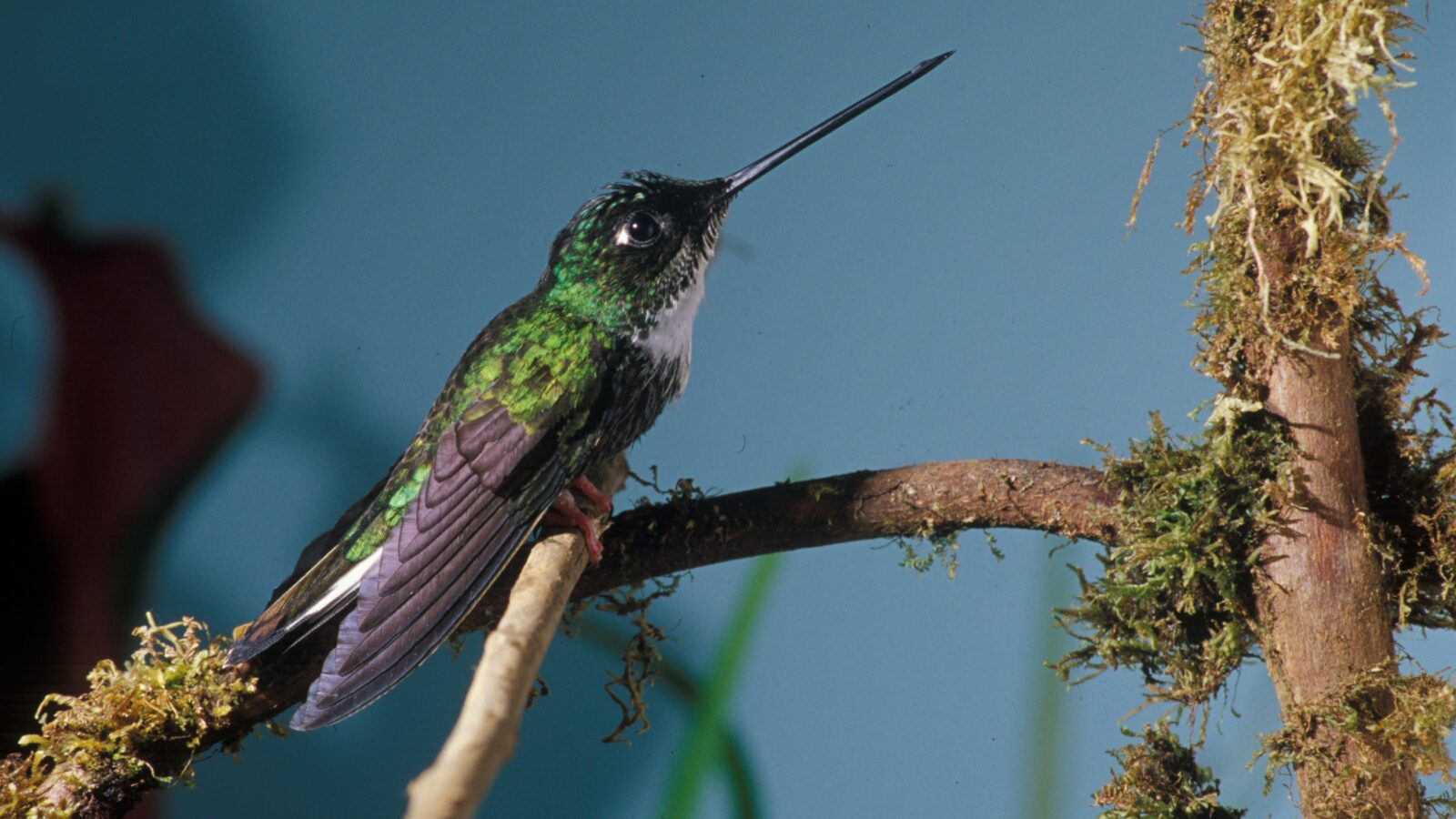 Collared Inca