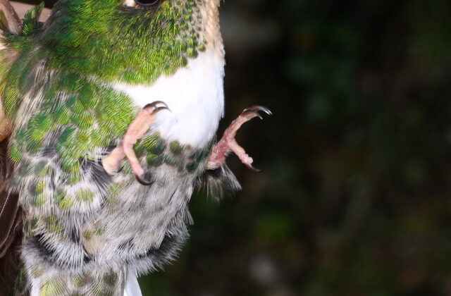 Green Inca