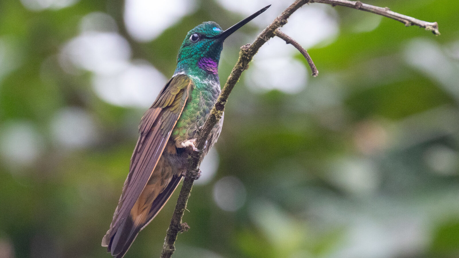 Violet-throated Starfrontlet