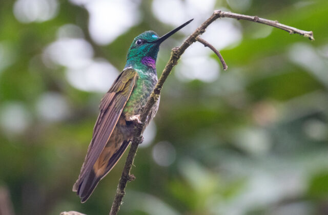 Violet-throated Starfrontlet