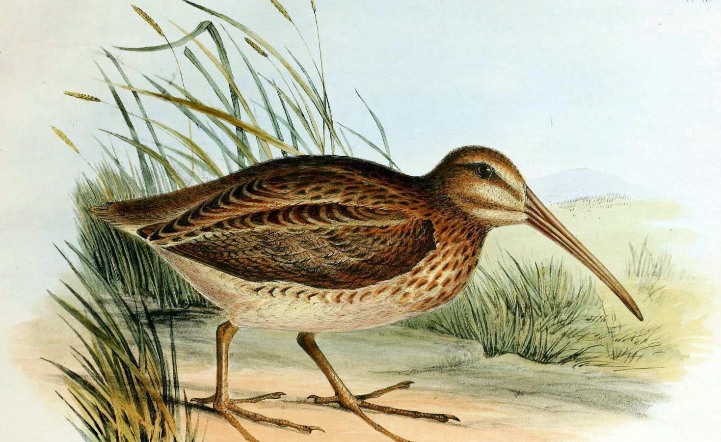 North Island Snipe