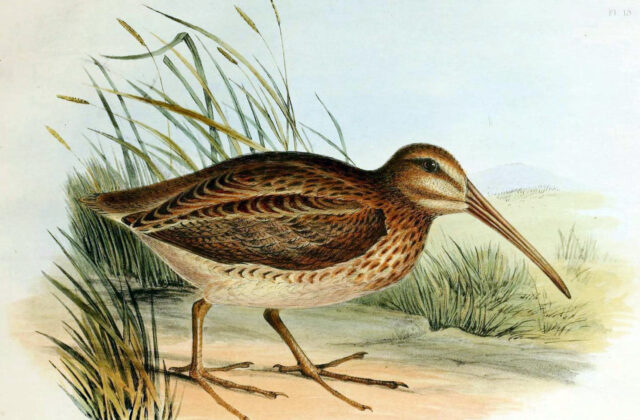 North Island Snipe