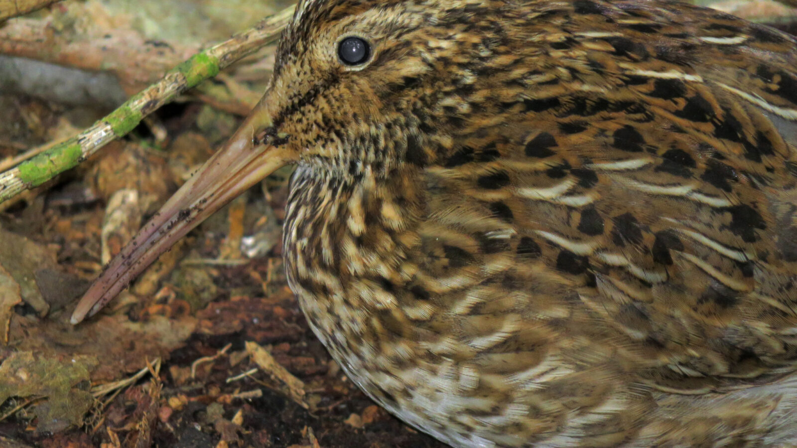 Chatham Islands Snipe