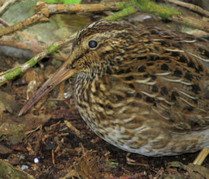 Chatham Islands Snipe