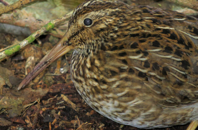 Chatham Islands Snipe