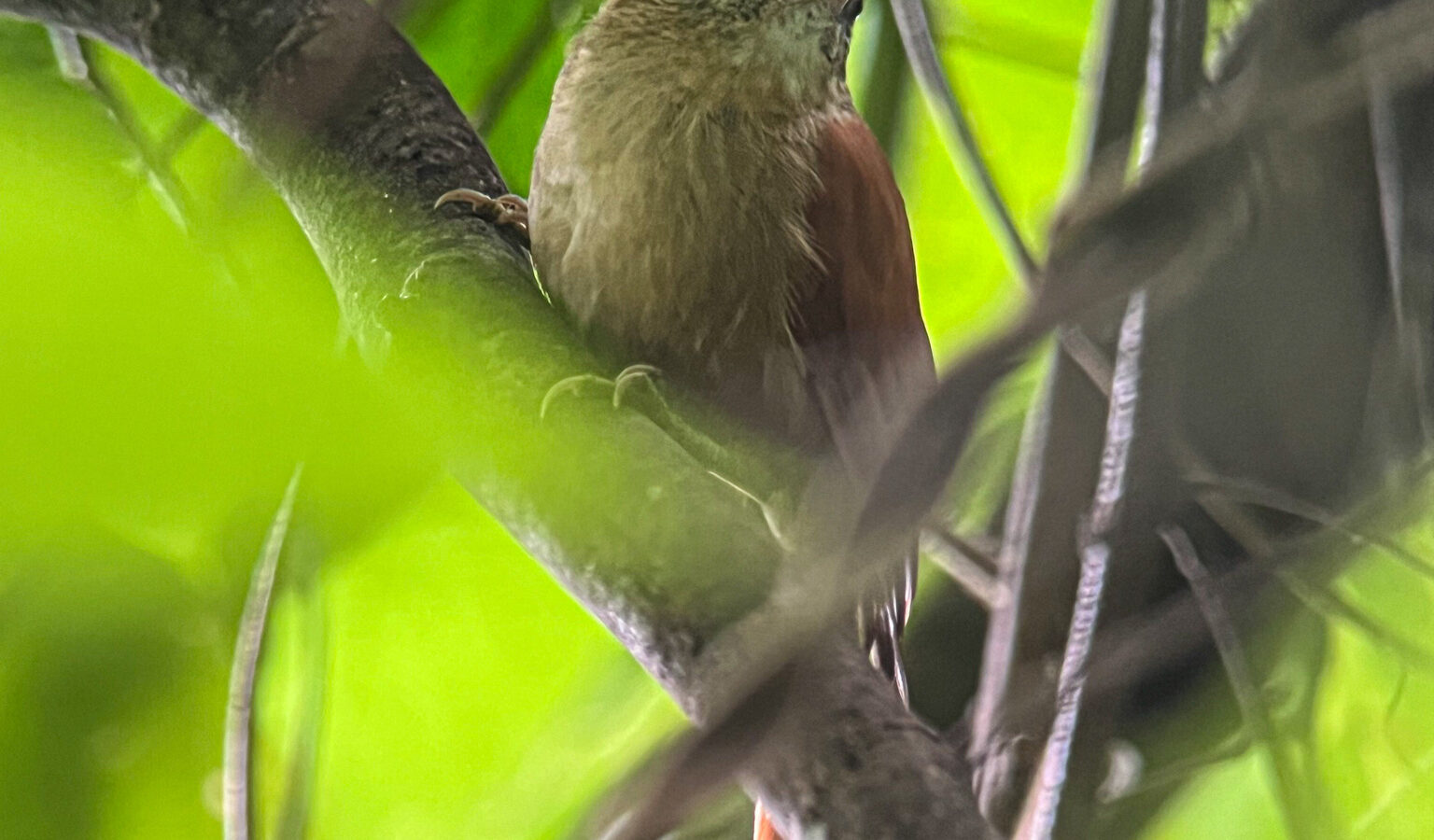 Coiba Spinetail