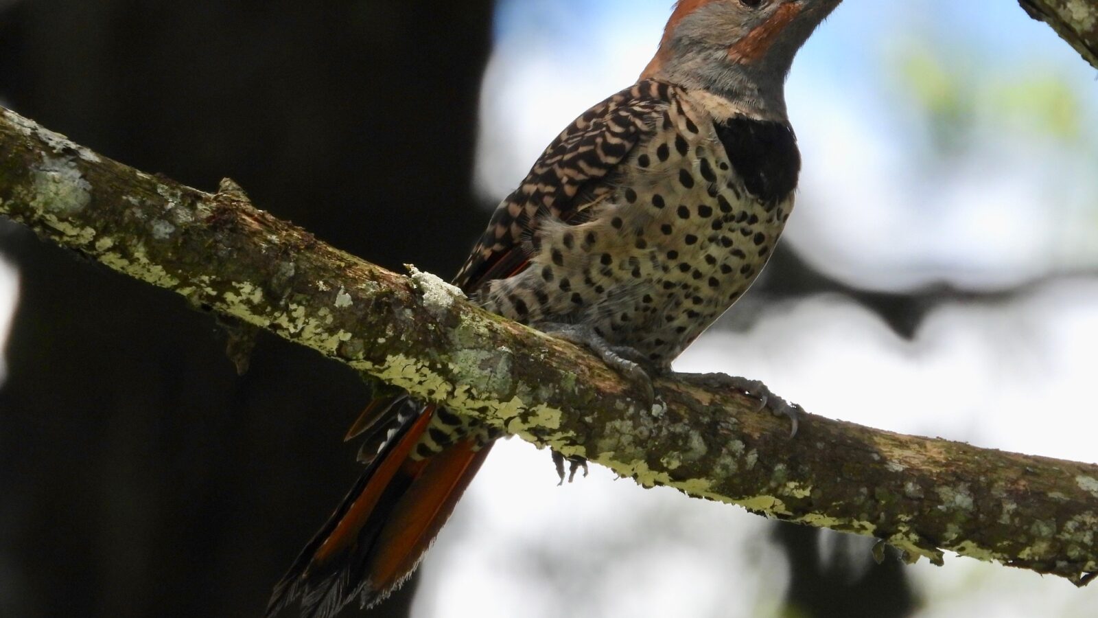 Guatemalan Flicker