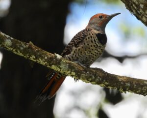 Guatemalan Flicker