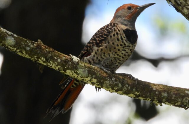 Guatemalan Flicker