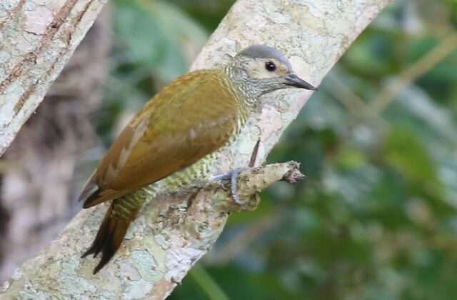 Grey-crowned Woodpecker