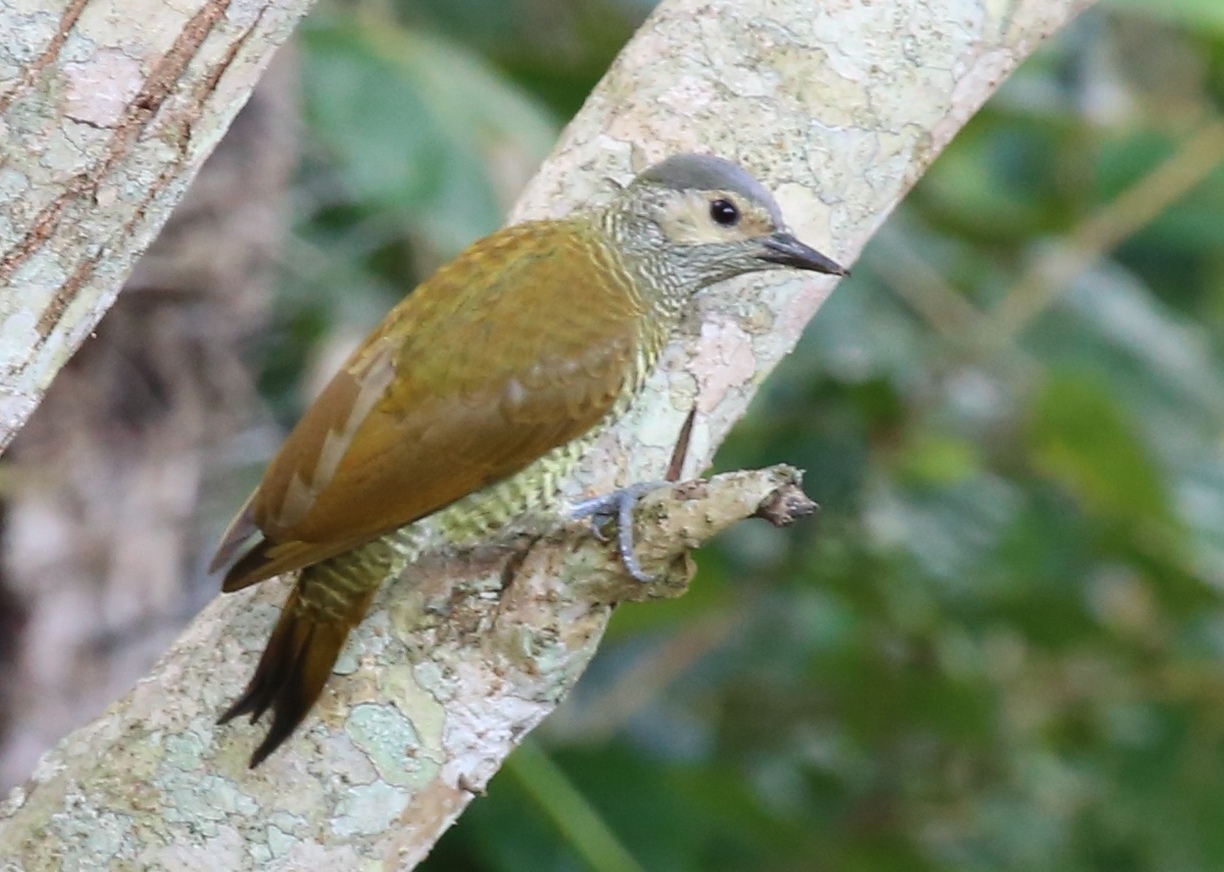 Grey-crowned Woodpecker