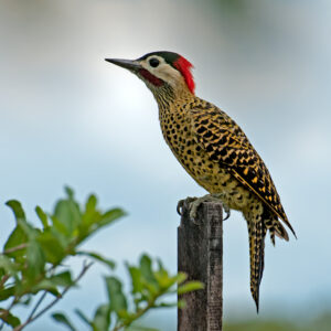 Green-barred Woodpecker