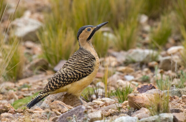 Andean Flicker