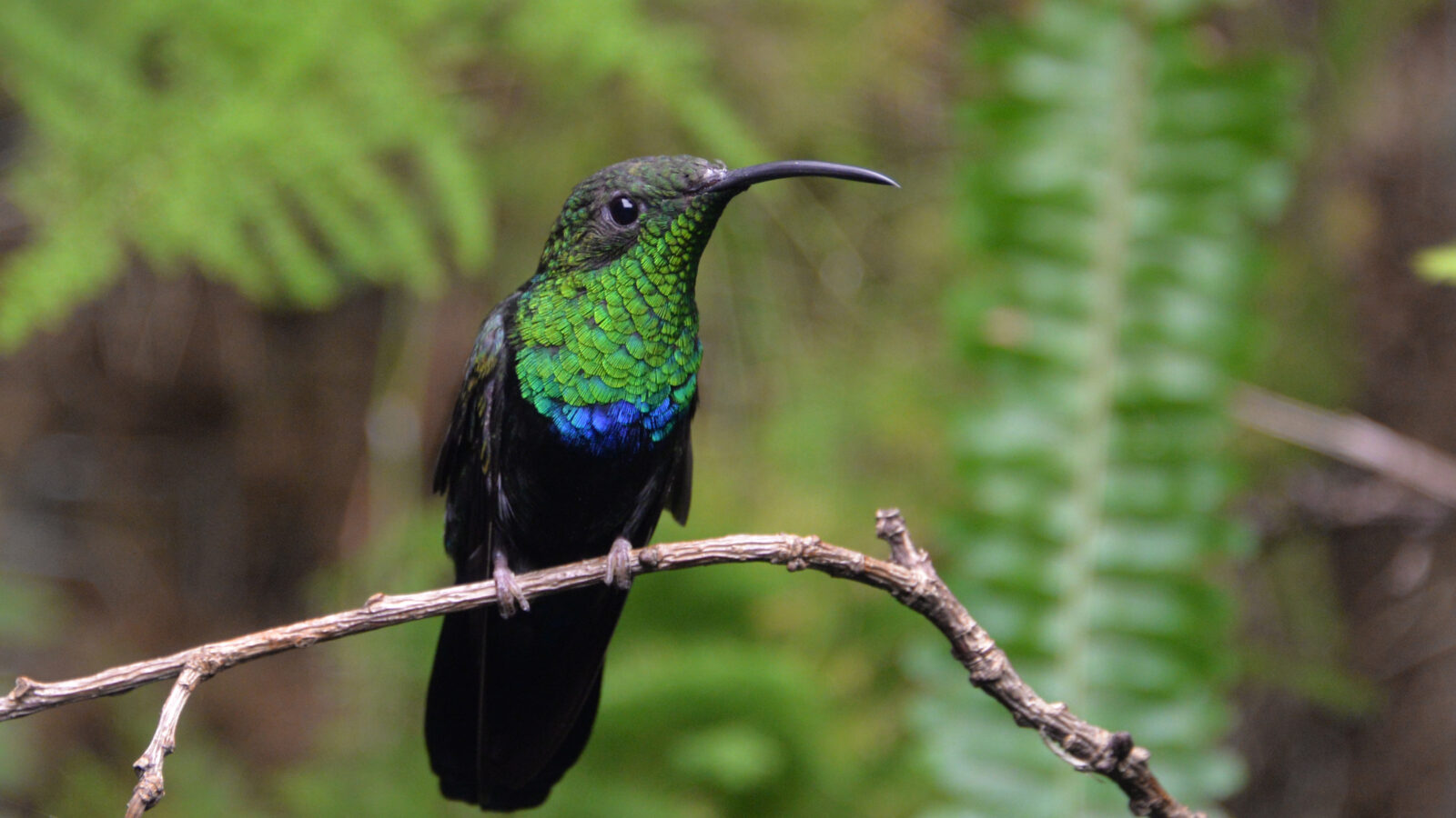 Green-throated Carib