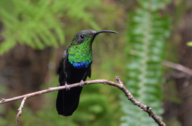 Green-throated Carib
