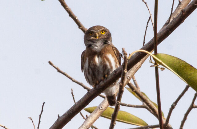 Colima Pygmy Owl