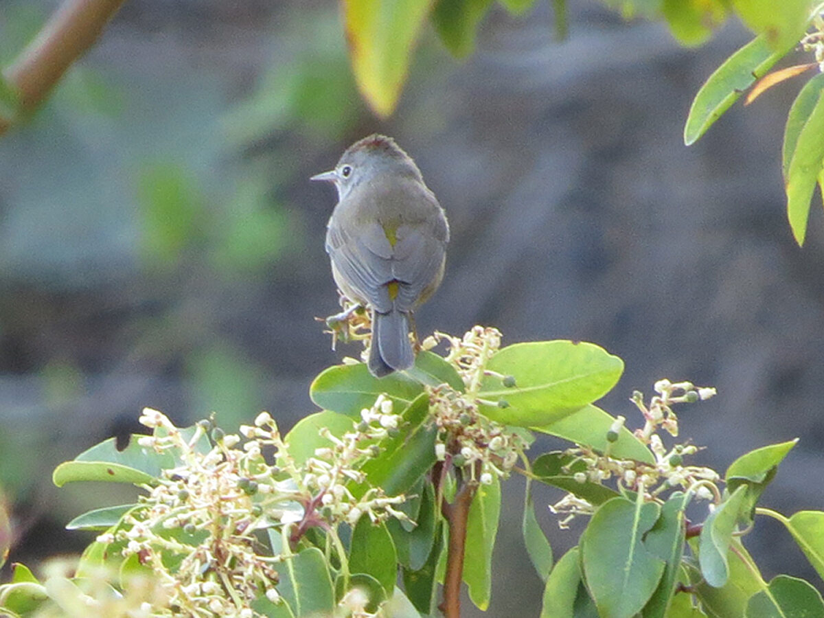 Colima Warbler