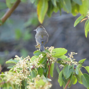 Colima Warbler