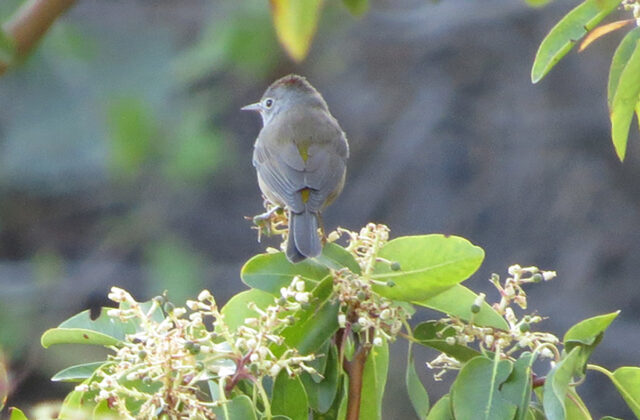 Colima Warbler