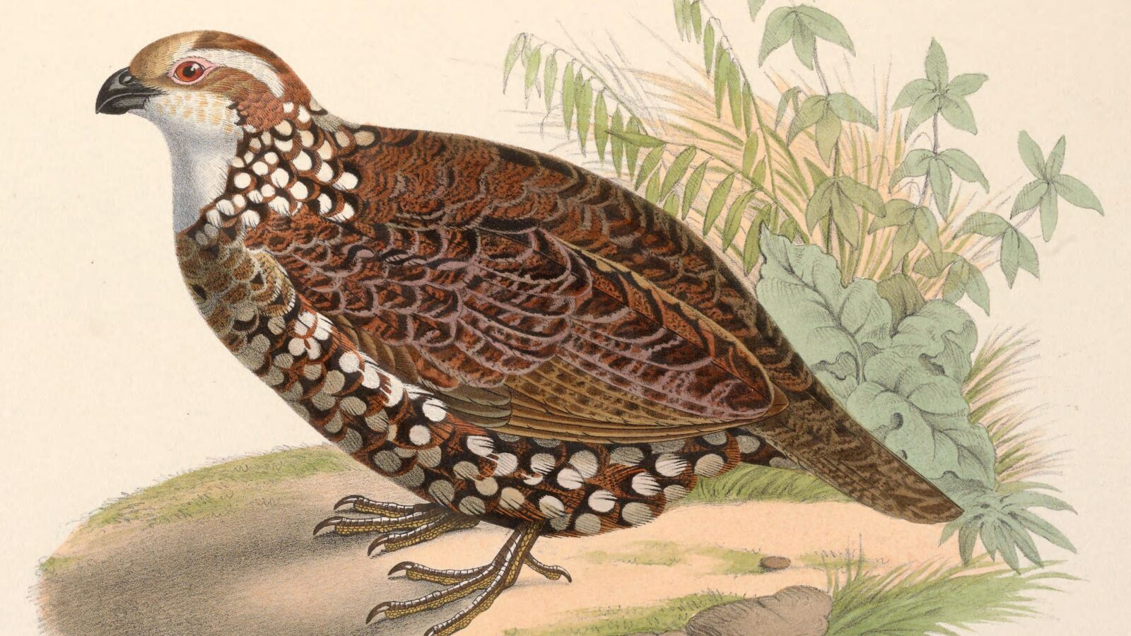 Spot-bellied Bobwhite