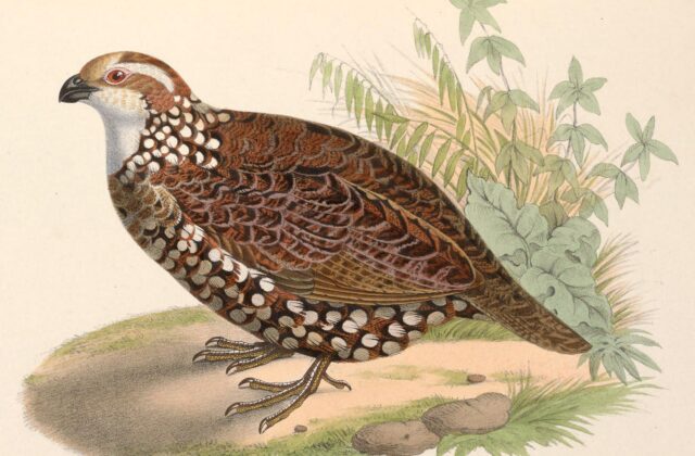 Spot-bellied Bobwhite