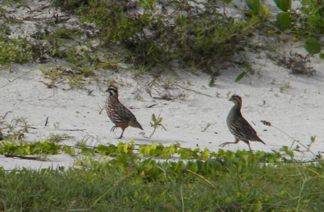 Yucatan Bobwhite