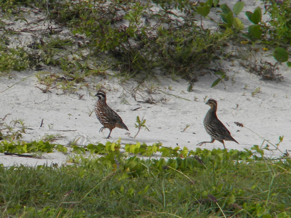 Yucatan Bobwhite