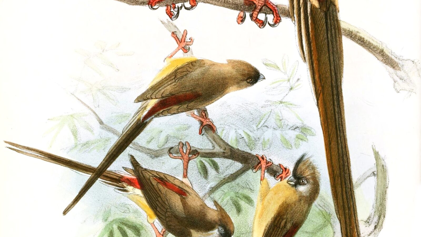 Red-backed Mousebird