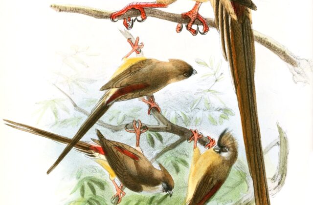 Red-backed Mousebird
