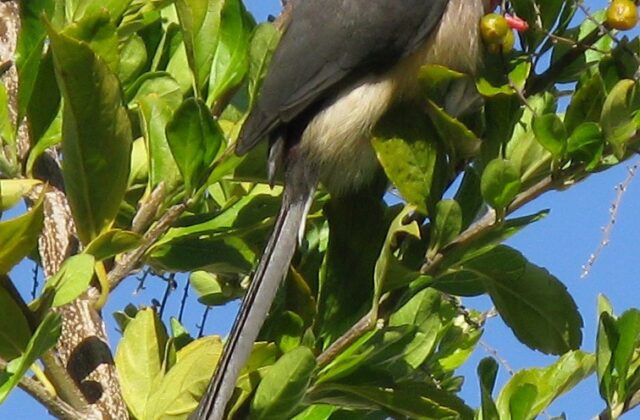 White-backed Mousebird