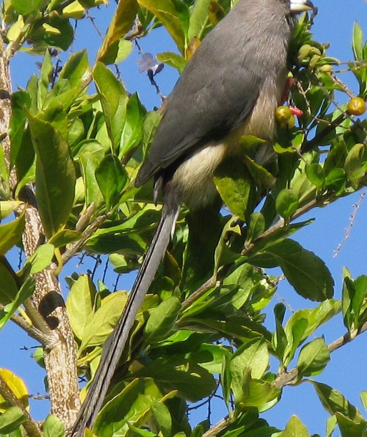 White-backed Mousebird