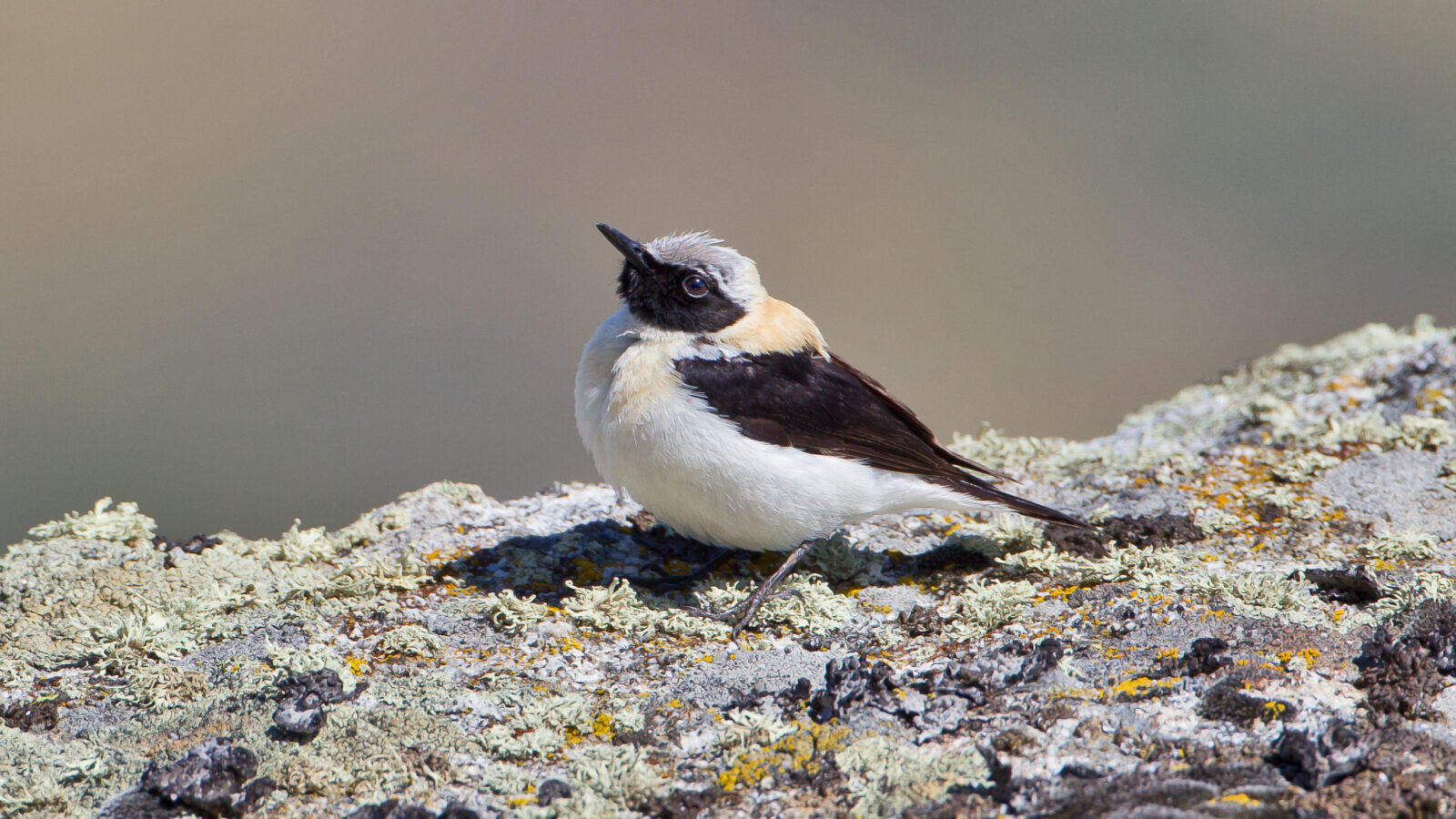 Western Black-eared Wheatear