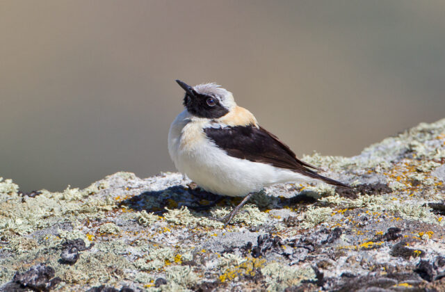 Western Black-eared Wheatear